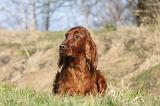 SETTER IRLANDAIS 202